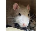 Science, Rat For Adoption In Golden, Colorado