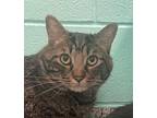 Thor, Domestic Shorthair For Adoption In Golden, Colorado