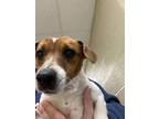 Missy, Jack Russell Terrier For Adoption In Gettysburg, Pennsylvania