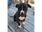 Marigold, Terrier (unknown Type, Medium) For Adoption In Okemah, Oklahoma
