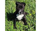 Mikayla, Terrier (unknown Type, Medium) For Adoption In Okemah, Oklahoma