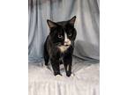 Chunk Norris, Domestic Shorthair For Adoption In Moncton, New Brunswick