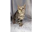 Fig Mewton, Domestic Shorthair For Adoption In Moncton, New Brunswick