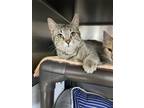 Maverick, Domestic Shorthair For Adoption In Columbia City, Indiana