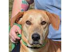 Buffy, Labrador Retriever For Adoption In Huntley, Illinois