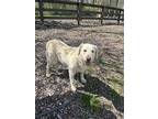 Angel, Golden Retriever For Adoption In Massillon, Ohio