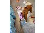 Bronco, American Pit Bull Terrier For Adoption In Bingham Farms, Michigan