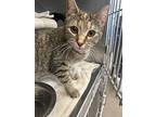 April, Domestic Shorthair For Adoption In Gillette, Wyoming
