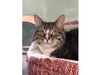 Blu, Domestic Shorthair For Adoption In Eagle, Colorado