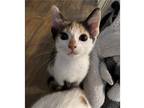 Meow, Calico For Adoption In Birmingham, Alabama
