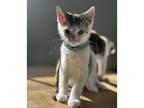 Meow, Calico For Adoption In Birmingham, Alabama