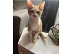 Meow, Domestic Shorthair For Adoption In Birmingham, Alabama