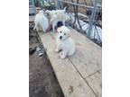 Apricot, Labrador Retriever For Adoption In Spruce Grove, Alberta