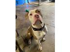 Lenny, American Staffordshire Terrier For Adoption In Spruce Grove, Alberta