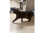 Sarah, Domestic Shorthair For Adoption In Ponderay, Idaho