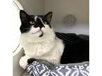 Biggie, Domestic Shorthair For Adoption In Woodinville, Washington