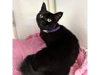 Bonnie, Domestic Shorthair For Adoption In Woodinville, Washington