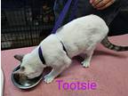 Tootsie, Domestic Shorthair For Adoption In Mena, Arkansas