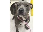 Trish, American Staffordshire Terrier For Adoption In Gulfport, Mississippi