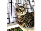 Spaghetti, Domestic Shorthair For Adoption In Fernandina Beach, Florida