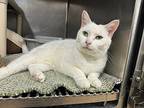 Snowflake, Domestic Shorthair For Adoption In Albion, New York