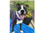 Maisie Iii 100, American Pit Bull Terrier For Adoption In Cleveland, Ohio