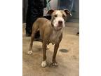 Mollie 18, American Pit Bull Terrier For Adoption In Cleveland, Ohio