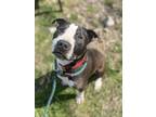 Jude Ii 106, American Pit Bull Terrier For Adoption In Cleveland, Ohio