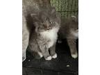 Splash (cedar Kitten), Domestic Mediumhair For Adoption In Bowling Green