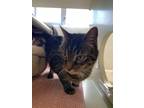 Flash, Domestic Shorthair For Adoption In Glenville, New York