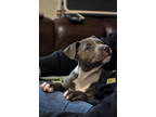 Acadia, American Pit Bull Terrier For Adoption In Buena Vista, Colorado