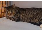 Tyler, Domestic Shorthair For Adoption In Espanola, New Mexico
