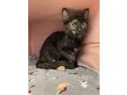 Bella, Domestic Shorthair For Adoption In Clearwater, Florida