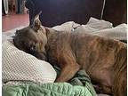 Bowser, American Pit Bull Terrier For Adoption In Amherst, Massachusetts
