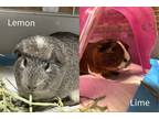 Lemon~s23/24-0558a, Guinea Pig For Adoption In Bangor, Maine