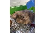 Gibbs & Sparrow, Guinea Pig For Adoption In Guelph, Ontario