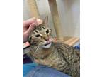 Elliot, Domestic Shorthair For Adoption In Guelph, Ontario