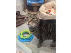 Chester, Domestic Shorthair For Adoption In Guelph, Ontario