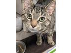 Pluto, Domestic Shorthair For Adoption In Guelph, Ontario