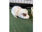 Jack, Guinea Pig For Adoption In Victoria, British Columbia