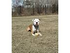 Valentino, American Staffordshire Terrier For Adoption In Edmonton, Alberta