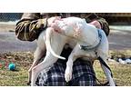 Archie, American Staffordshire Terrier For Adoption In Edmonton, Alberta