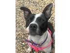Magnolia, American Pit Bull Terrier For Adoption In Norristown, Pennsylvania