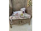 Reuben, American Staffordshire Terrier For Adoption In Virginia Beach, Virginia