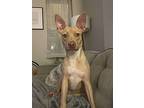 Mason, American Pit Bull Terrier For Adoption In Norristown, Pennsylvania