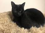Chile, Domestic Shorthair For Adoption In Garden City, Michigan
