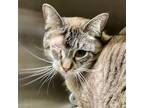 Coco, Domestic Shorthair For Adoption In Palm Springs, California