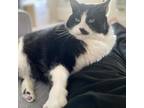 Patch, Domestic Shorthair For Adoption In Kingston, Ontario