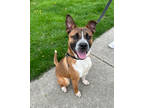 Sparky, Terrier (unknown Type, Small) For Adoption In Oak Park, Illinois