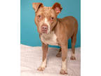 Hope, American Pit Bull Terrier For Adoption In Palm Springs, California